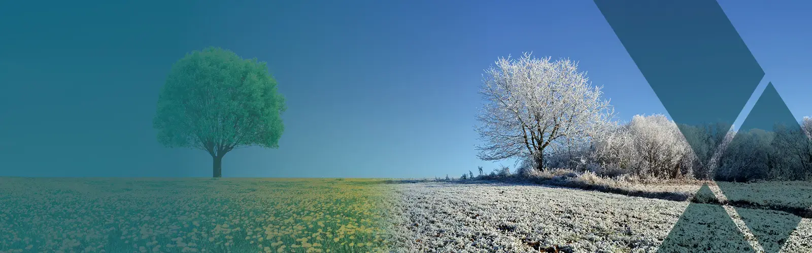 Tree and field covered in snow on one side and tree and field with green grass and flowers on the other side 